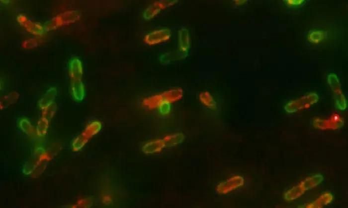 Bacteria emit signals before death to warn their peers.