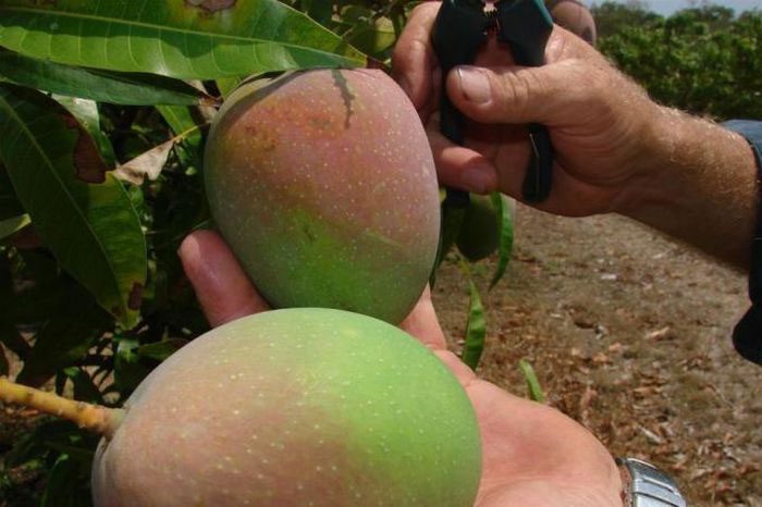 Kensington Pride mangoes are popular in Australia