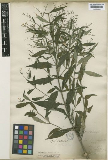 Dried Andrographis paniculata used for various purposes such as drying, extraction...
