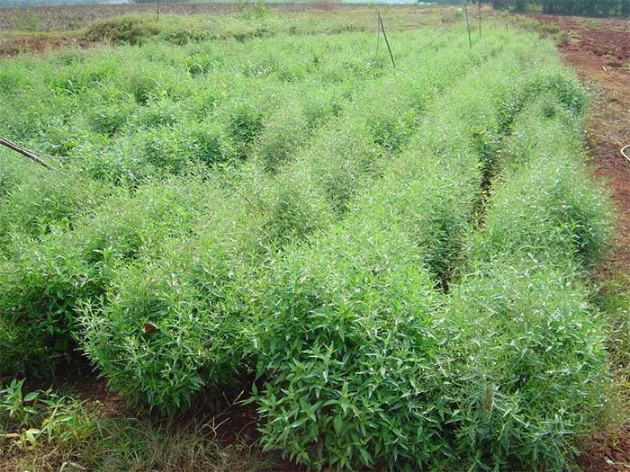 Fields of Andrographis paniculata in Thailand.