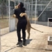 Adolfo and kiara lion 650