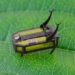 RoBeetle 650