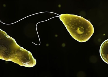 amip an nao nguoi Naegleria fowleri 650