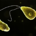 amip an nao nguoi Naegleria fowleri 650