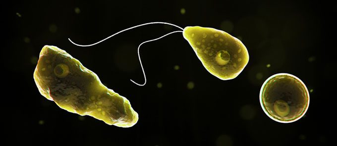  Naegleria fowleri brain-eating amoeba. 
