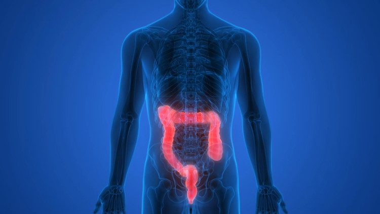 Mammals are believed to have an additional 'second brain' (gut brain) in their intestines.