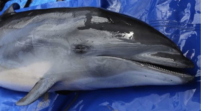 The infected Fraser dolphin before the necropsy.
