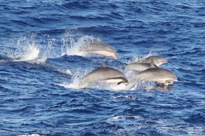A pod of Fraser dolphins near Hawaii