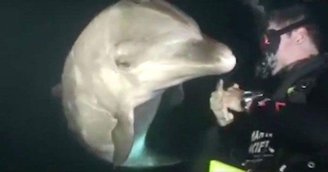 The dolphin unexpectedly approached the group of divers to seek help.