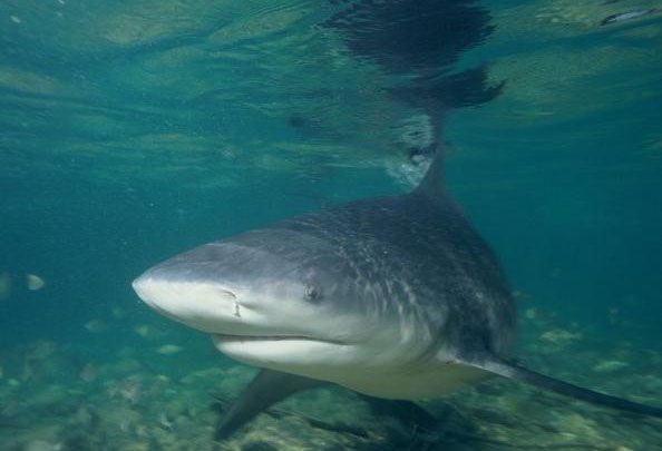 Bull sharks inhabit both saltwater and freshwater environments.