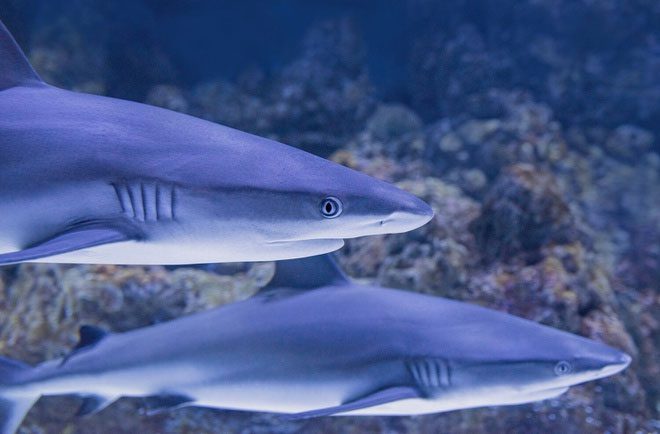 Sharks are not going extinct due to Covid-19 vaccines.