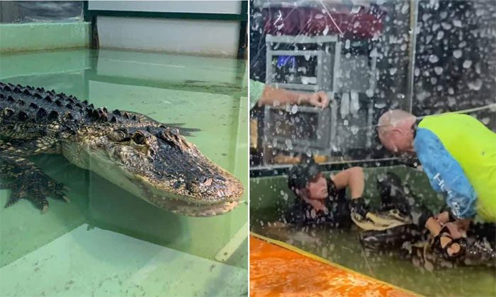 Donnie Wiseman climbs onto the crocodile, trying to make it open its mouth