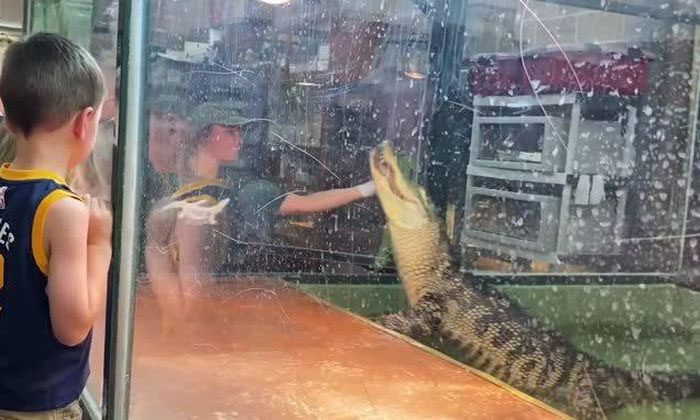 ca sau tan cong nguoi huan luyen