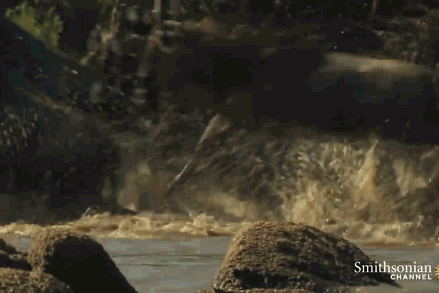 A crocodile in the Grumeti River swiftly attacks a herd of wildebeest.