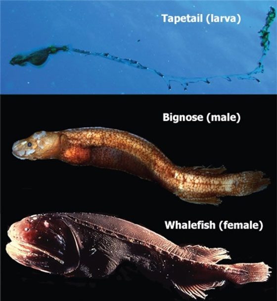 The bizarre bodily transformation of the Cetomimiformes whale