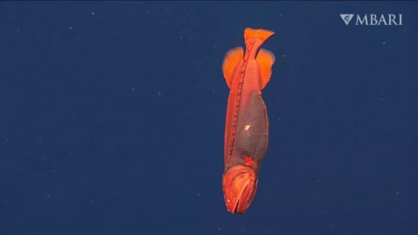 As female whales mature, they develop lateral lines that detect water pressure along their flanks to guide them through the pitch-black depths of the ocean