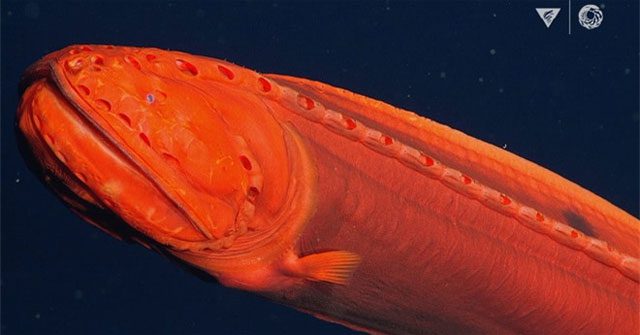 A Cetomimiformes whale spotted at a depth of 2,013 meters off the coast of Monterey Bay, California
