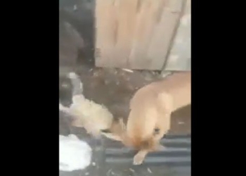 cao va cho pitbull 650