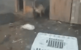 In this position, the fox cannot escape or struggle.