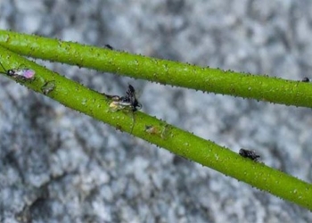 cay Triantha Occidentalis 650