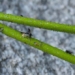 cay Triantha Occidentalis 650