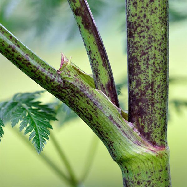 The stem and leaf stalks of Poison Hemlock have distinctive purple spots