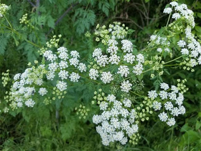 Poison Hemlock flowering in white clusters
