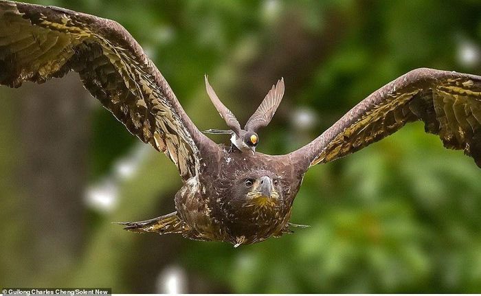 The daring little bird perched on the eagle's head.