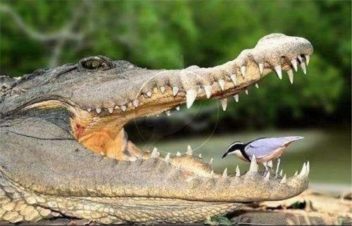 Bird cleaning crocodile's teeth