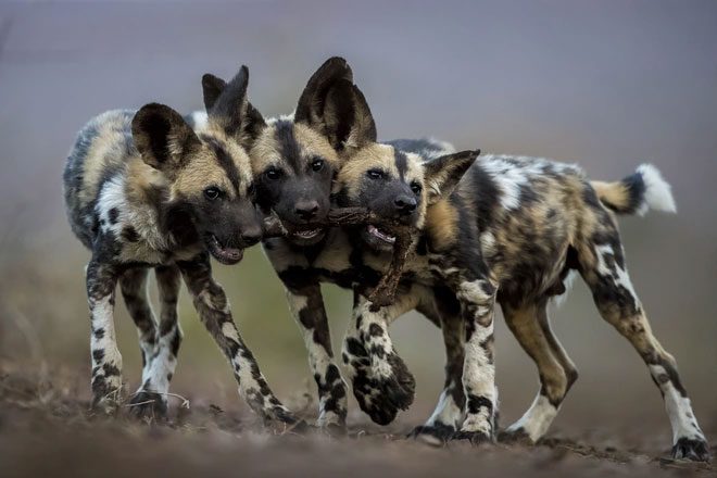 African wild dog