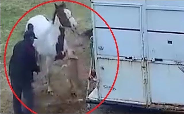 The horse kicks the Pitbull away into a nearby fence.