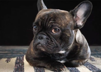 cho pug 650