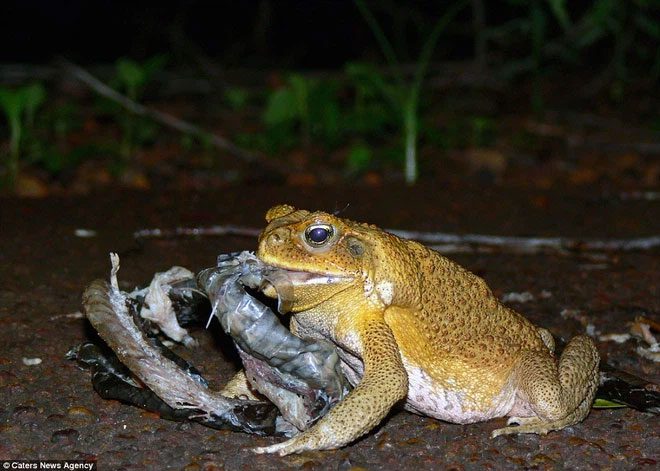 When threatened, these glands secrete a milky substance known as toad toxin.