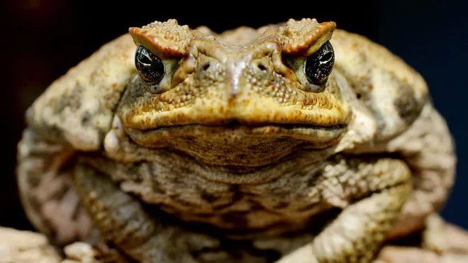 Australian tadpoles are more likely to identify and seek out newly hatched cane toads to eat.