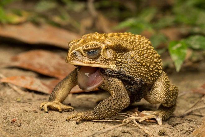 This species of toad originates from South America