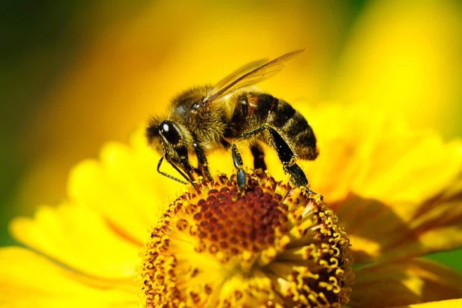 Bees prefer to seek out flowers that have been "baited" with caffeine.