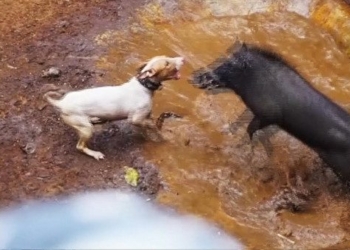 dog and boar 650