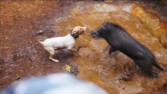 A bloody death match between a Pit Bull and a wild boar in Indonesia is facing strong condemnation.