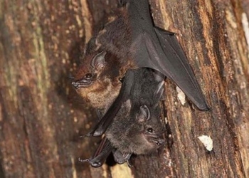 doi Saccopteryx bilineata 650