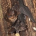 doi Saccopteryx bilineata 650