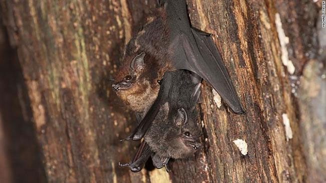 Young Saccopteryx bilineata bats also babble sounds when communicating.