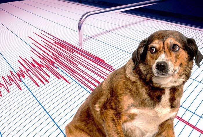 Animals have long been believed to sense earthquakes early.