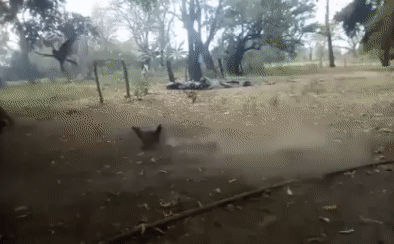 This hawk encountered an incredibly fierce hen.