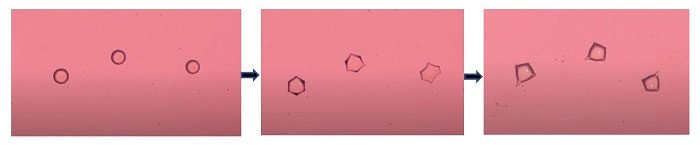These oil droplets can "recharge" multiple times.