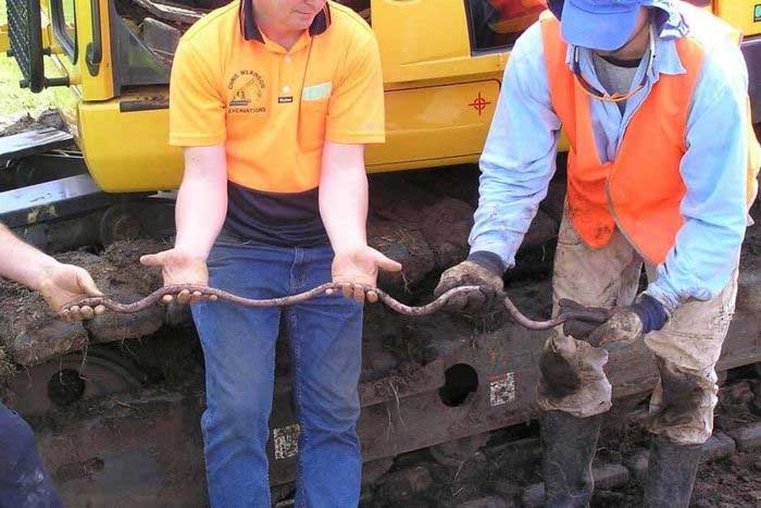 The largest earthworm in the world with impressive length.