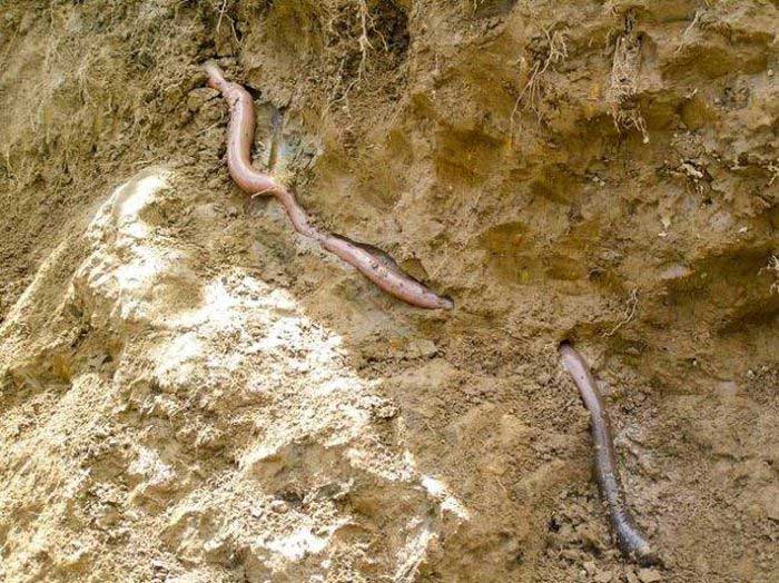 The largest earthworm in the world.