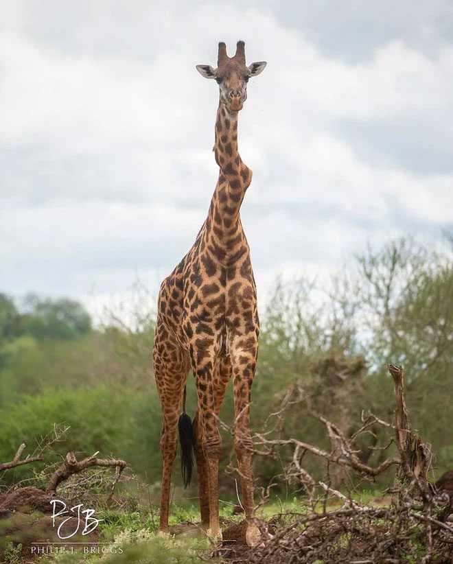 A giraffe suffering from cervical spondylosis.