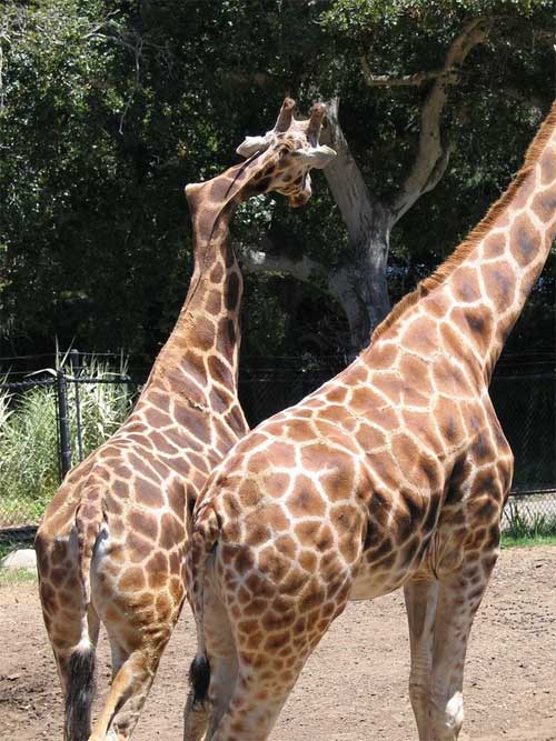 Giraffe with a unique neck deformity.