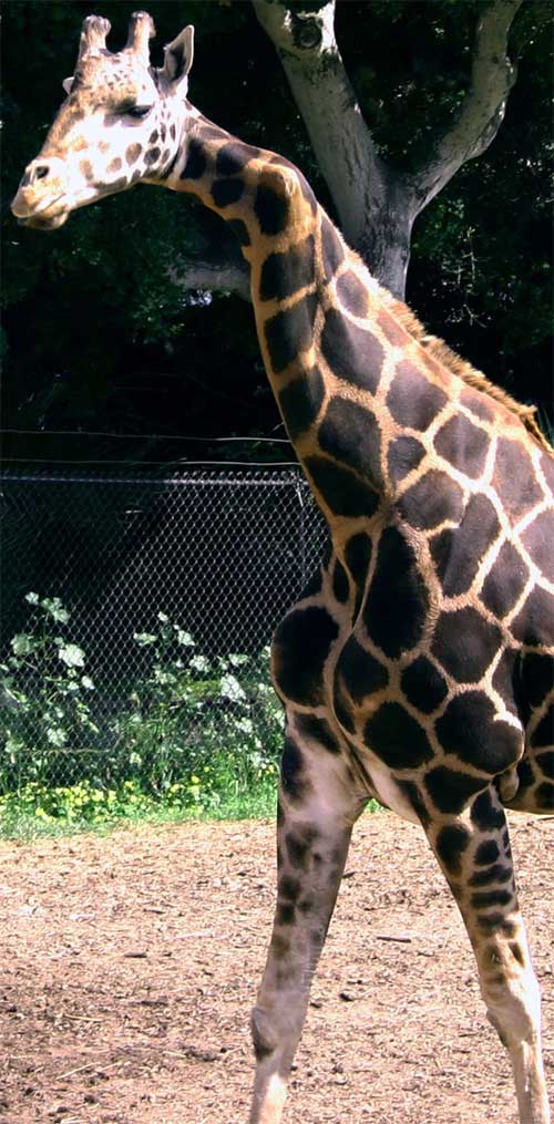 Due to her neck deformity, this giraffe had to be fed alone.
