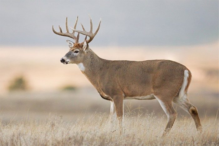 White-tailed Deer